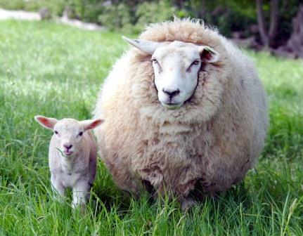 Купить подушки из овечьей шерсти во Владимире